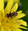 Eupeodes corollae